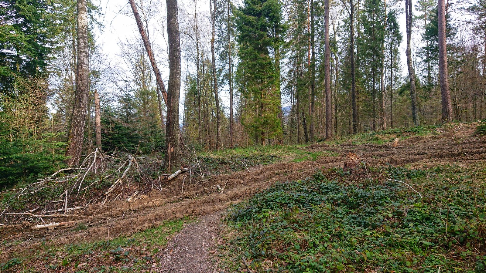 Leśnicy w Bielsku Białej alarmują: „rowerzyści stają się zagrożeniem”, Ekolodzy chcą ograniczenia ruchu rowerowego w lasach | SINGLETRACKI W POLSCE